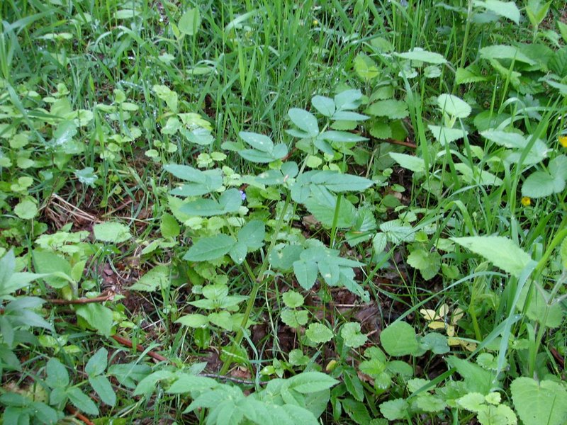 Angélica sylvestris